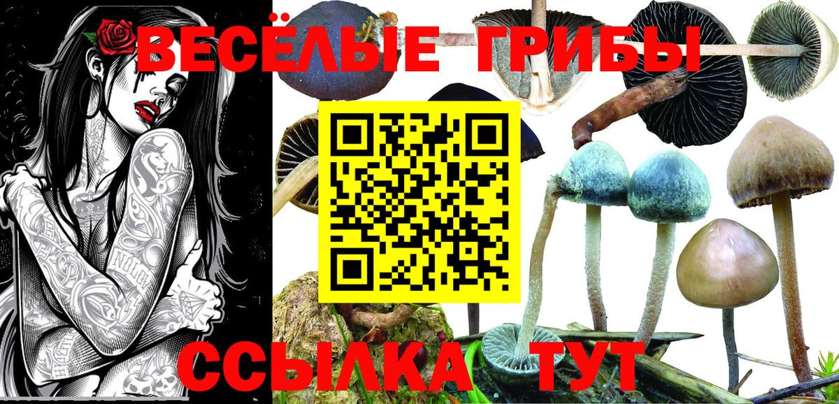 Псилоцибиновые грибы Psilocybine cubensis Аргун